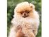 PoulaTo: Pomeranian toy